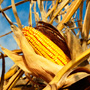 NIR imaging can determine the hardness of maize